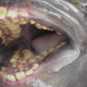 Illustration for article titled This human-toothed fish won't give you nightmares, but its cousin will